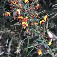 Daviesia ulicifolia subsp. ulicifolia (Gorse Bitter-pea) at Tidbinbilla Nature Reserve - 9 Oct 2021 by Tapirlord