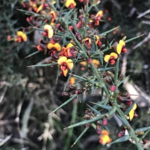 Daviesia ulicifolia subsp. ulicifolia at Paddys River, ACT - 9 Oct 2021