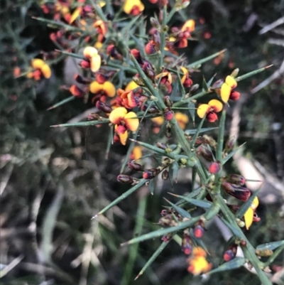 Daviesia ulicifolia subsp. ulicifolia (Gorse Bitter-pea) at Paddys River, ACT - 9 Oct 2021 by Tapirlord