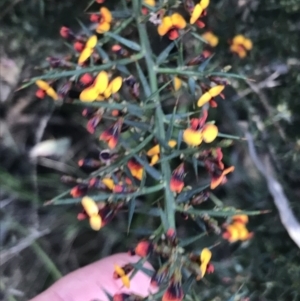 Daviesia ulicifolia subsp. ulicifolia at Paddys River, ACT - 9 Oct 2021