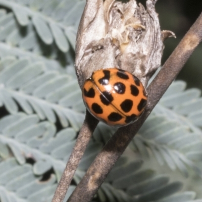 Harmonia conformis (Common Spotted Ladybird) at Hawker, ACT - 17 Oct 2021 by AlisonMilton