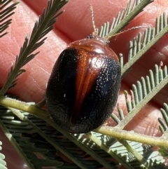 Dicranosterna immaculata (Acacia leaf beetle) at Murrumbateman, NSW - 19 Oct 2021 by SimoneC