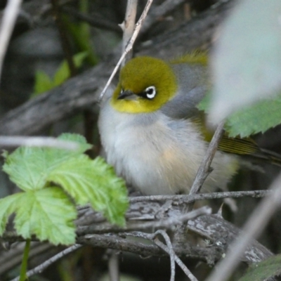 Zosterops lateralis (Silvereye) at Jerrabomberra, NSW - 19 Oct 2021 by SteveBorkowskis