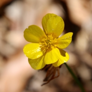 Ranunculus lappaceus at Mongarlowe, NSW - suppressed