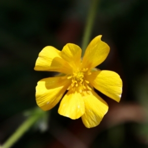 Ranunculus lappaceus at Mongarlowe, NSW - 18 Oct 2021