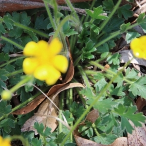 Ranunculus lappaceus at Mongarlowe, NSW - suppressed