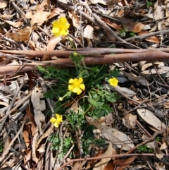 Ranunculus lappaceus at Mongarlowe, NSW - 18 Oct 2021