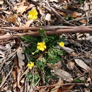 Ranunculus lappaceus at Mongarlowe, NSW - suppressed