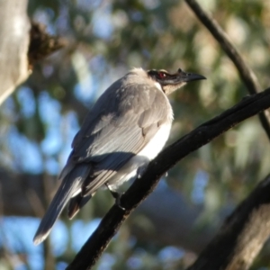 Philemon corniculatus at Jerrabomberra, NSW - 19 Oct 2021