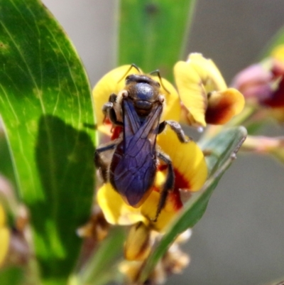 Lasioglossum (Parasphecodes) sp. (genus & subgenus) (Halictid bee) at Mongarlowe River - 18 Oct 2021 by LisaH