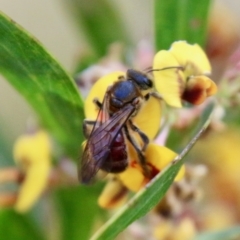 Lasioglossum (Parasphecodes) sp. (genus & subgenus) at Mongarlowe, NSW - suppressed