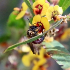 Lasioglossum (Parasphecodes) sp. (genus & subgenus) at Mongarlowe, NSW - 18 Oct 2021