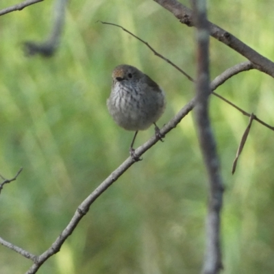 Acanthiza pusilla (Brown Thornbill) at Jerrabomberra, NSW - 19 Oct 2021 by Steve_Bok
