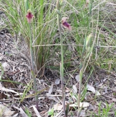 Calochilus platychilus at Cook, ACT - suppressed