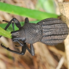 Amycterus morbillosus (A terrestrial weevil) at Paddys River, ACT - 19 Oct 2021 by Harrisi