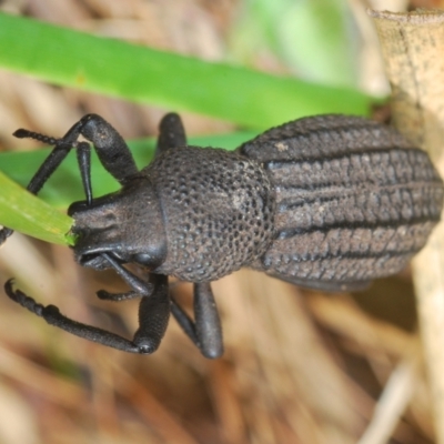 Talaurinus rugifer (Ground weevil) at Paddys River, ACT - 19 Oct 2021 by Harrisi