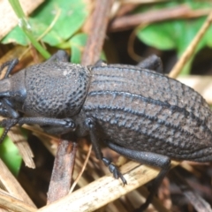 Amycterus morbillosus at Paddys River, ACT - 19 Oct 2021