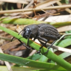 Amycterus morbillosus at Paddys River, ACT - 19 Oct 2021