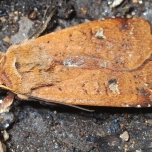 Diarsia intermixta at Paddys River, ACT - 19 Oct 2021