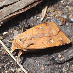 Diarsia intermixta at Paddys River, ACT - 19 Oct 2021