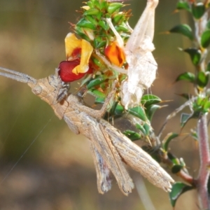 Coryphistes ruricola at Tennent, ACT - 19 Oct 2021