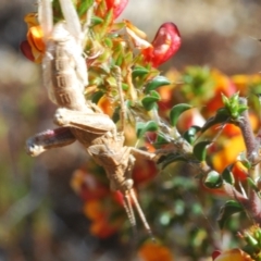 Coryphistes ruricola at Tennent, ACT - 19 Oct 2021