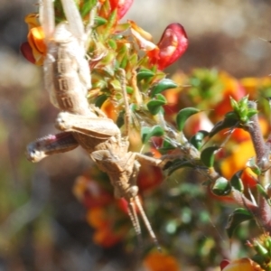 Coryphistes ruricola at Tennent, ACT - 19 Oct 2021