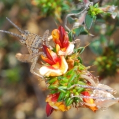 Coryphistes ruricola at Tennent, ACT - 19 Oct 2021