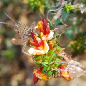 Coryphistes ruricola at Tennent, ACT - 19 Oct 2021