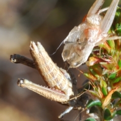 Coryphistes ruricola at Tennent, ACT - 19 Oct 2021