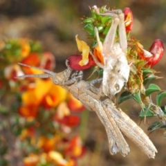 Coryphistes ruricola at Tennent, ACT - 19 Oct 2021