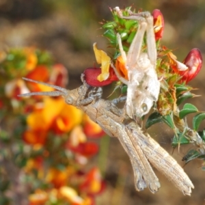 Coryphistes ruricola at Tennent, ACT - 19 Oct 2021