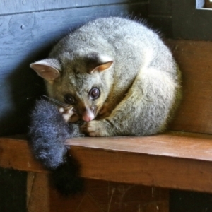 Trichosurus vulpecula at Fyshwick, ACT - 19 Oct 2021 01:37 PM