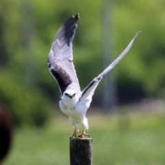 Elanus axillaris (Black-shouldered Kite) at Fyshwick, ACT - 19 Oct 2021 by RodDeb