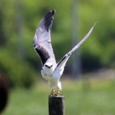 Elanus axillaris (Black-shouldered Kite) at Fyshwick, ACT - 19 Oct 2021 by RodDeb