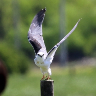 Elanus axillaris (Black-shouldered Kite) at Fyshwick, ACT - 19 Oct 2021 by RodDeb