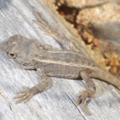 Diporiphora nobbi (Nobbi Dragon) at Tennent, ACT - 19 Oct 2021 by Harrisi