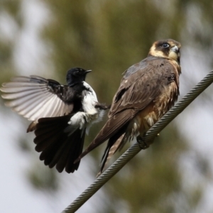 Falco longipennis at Fyshwick, ACT - 19 Oct 2021