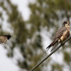 Falco longipennis at Fyshwick, ACT - 19 Oct 2021