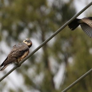 Falco longipennis at Fyshwick, ACT - 19 Oct 2021