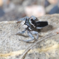 Maratus proszynskii (Peacock spider) at Paddys River, ACT - 19 Oct 2021 by Harrisi