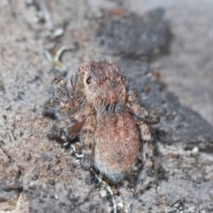 Maratus proszynskii at Paddys River, ACT - 19 Oct 2021