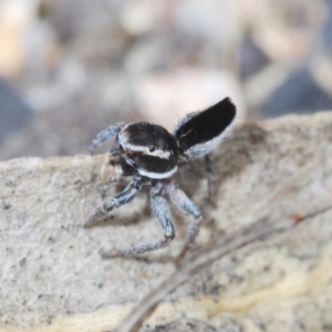 Maratus proszynskii at Paddys River, ACT - 19 Oct 2021