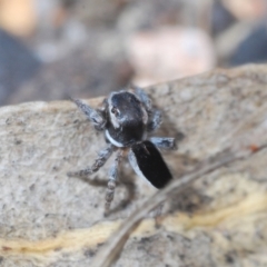 Maratus proszynskii at Paddys River, ACT - 19 Oct 2021