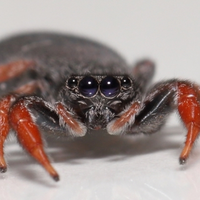 Holoplatys invenusta (Jumping spider) at Evatt, ACT - 14 Oct 2021 by TimL