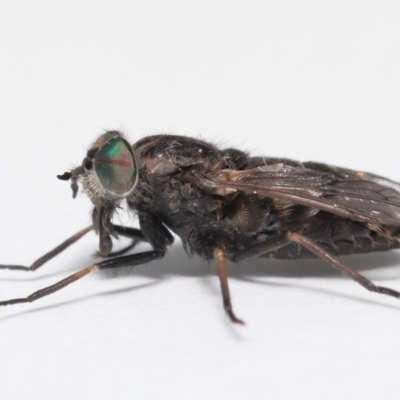 Tabanidae (family) (Unidentified march or horse fly) at Evatt, ACT - 14 Oct 2021 by TimL