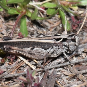 Cryptobothrus chrysophorus at Booth, ACT - 17 Oct 2021