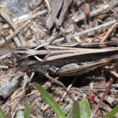 Cryptobothrus chrysophorus at Booth, ACT - 17 Oct 2021