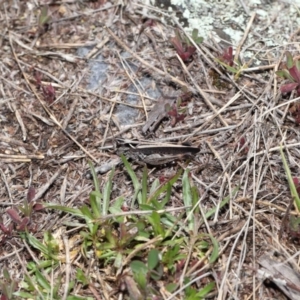 Cryptobothrus chrysophorus at Booth, ACT - 17 Oct 2021