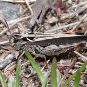 Cryptobothrus chrysophorus at Booth, ACT - 17 Oct 2021